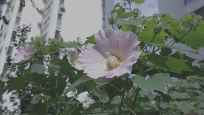 微风吹过阳光下盛开的木芙蓉花