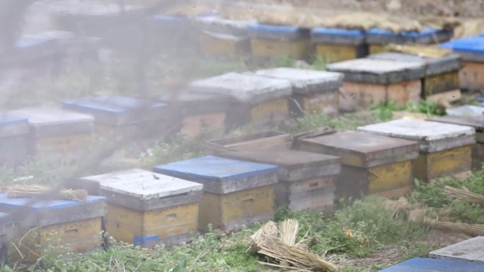 蜂箱蜜蜂原素材