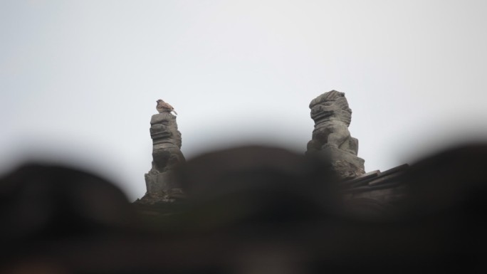 中国古民居屋顶石狮子麻雀原素材