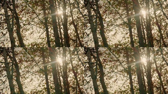 秋天树林树木逆光阳光萧条