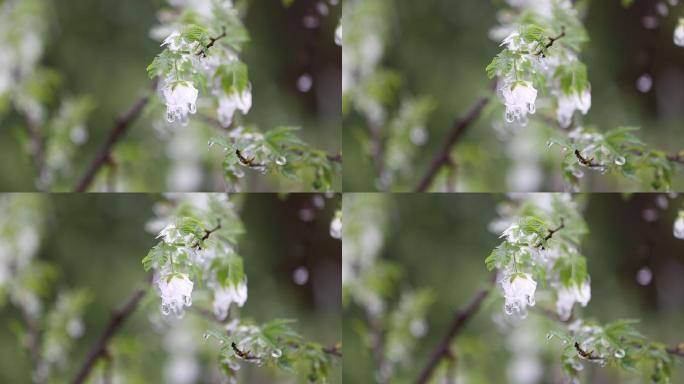 春暖花开冰雪融化江南浙江东白山倒春寒