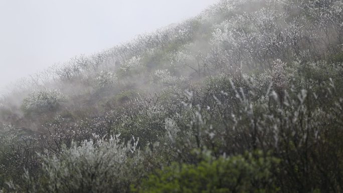 倒春寒高山冰凌雾凇原素材