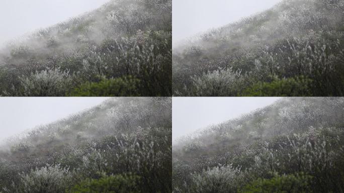 倒春寒高山冰凌雾凇原素材