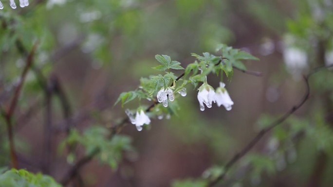 春暖花开冰雪融化江南浙江东白山倒春寒