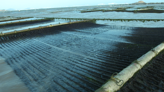 【有版权】4K海水紫菜裙带菜养殖基地