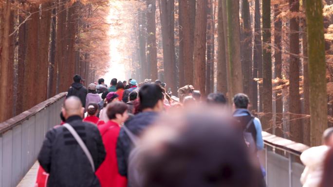 临安青山湖水杉林大量游客观光