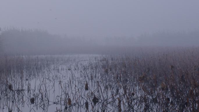 4K南方冬天有雾的荷塘02