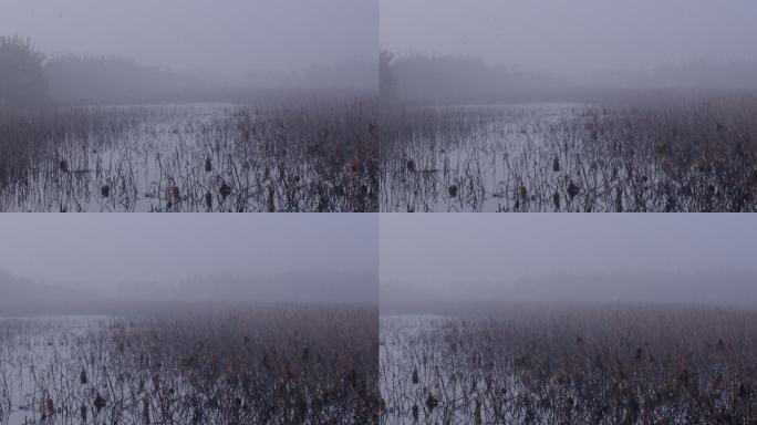 4K南方冬天有雾的荷塘02