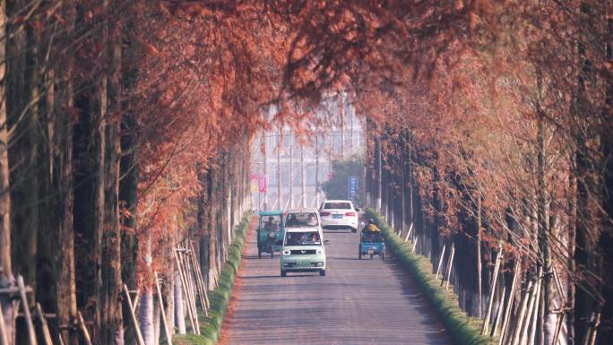 水杉大道乡村公路五菱宏光新能源车