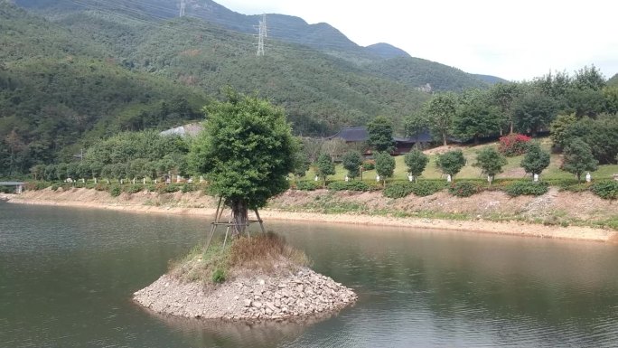 实拍山水大自然  水中树