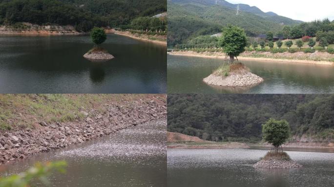 实拍山水大自然  水中树