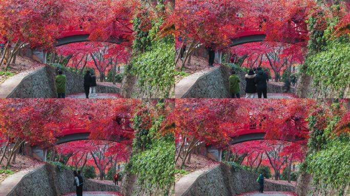 秋天游客赏红枫