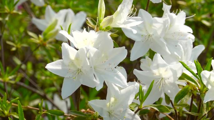 杜鹃花、映山红、花儿盛开 02