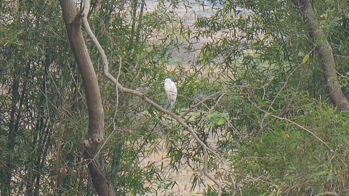 白鹭野生白鹭野生鸟类树梢上的白鹭保护鸟类