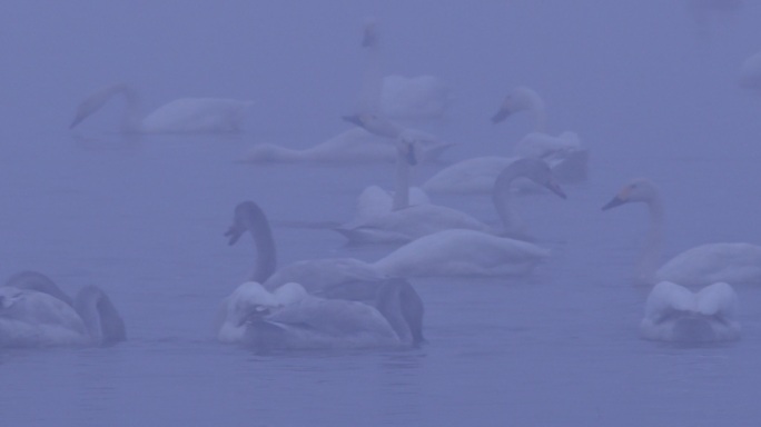 4K冬天雾中湖面的天鹅群01