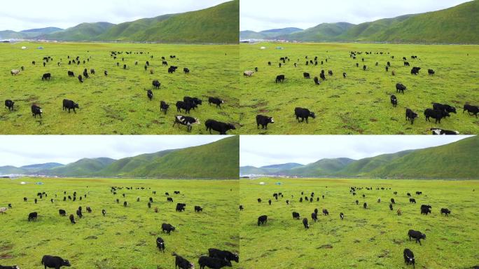 成群牦牛草原吃草