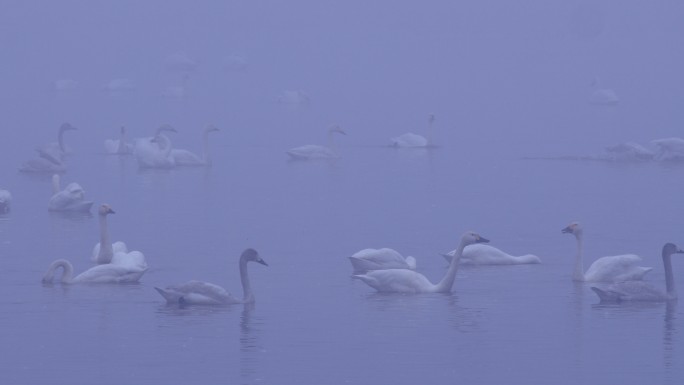 6K冬天雾中湖面的天鹅群05