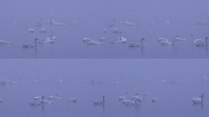 6K冬天雾中湖面的天鹅群05