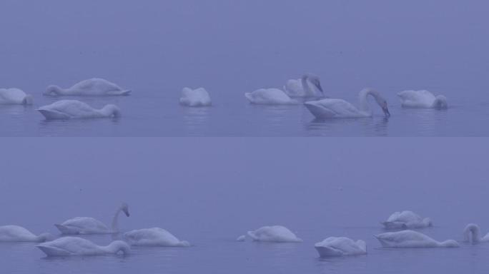 4K冬天雾中湖面的天鹅群03