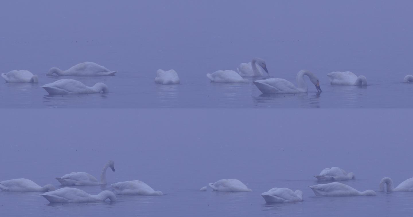 4K冬天雾中湖面的天鹅群03