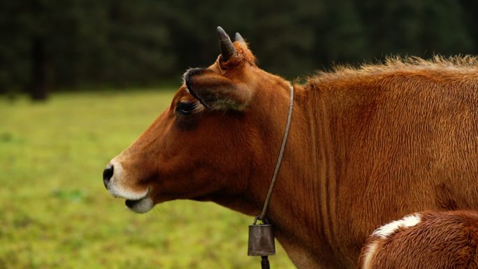 母牛 铃铛  自然 草原 牛群