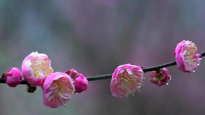 精品梅花品种