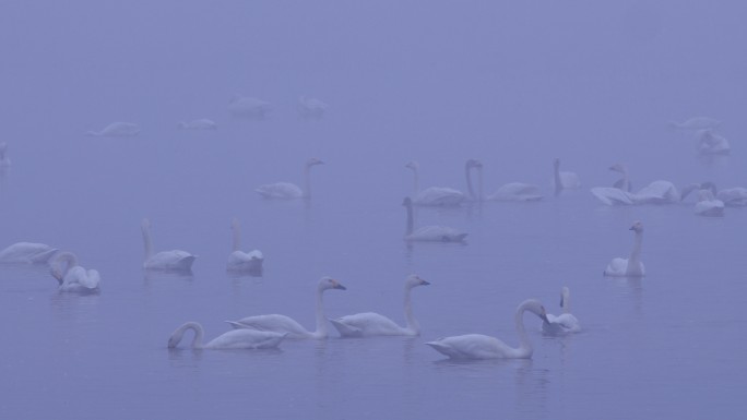 6K冬天雾中湖面的天鹅群04