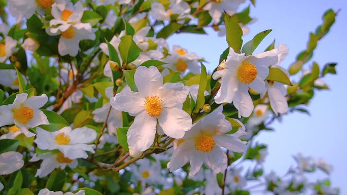 山茶花茶树茶花