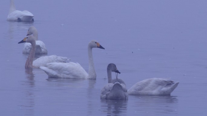 4K冬天雾中湖面的天鹅群08