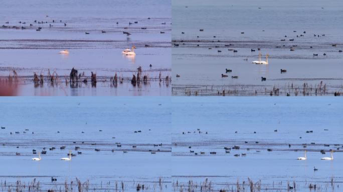 湿地—天鹅(4K)1
