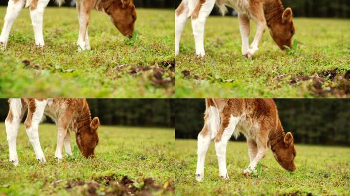 母牛 铃铛  自然 草原 牛群