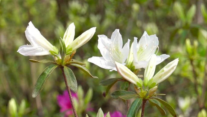 杜鹃花、映山红、花儿盛开 03