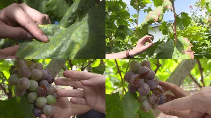 葡萄种植遇到问题