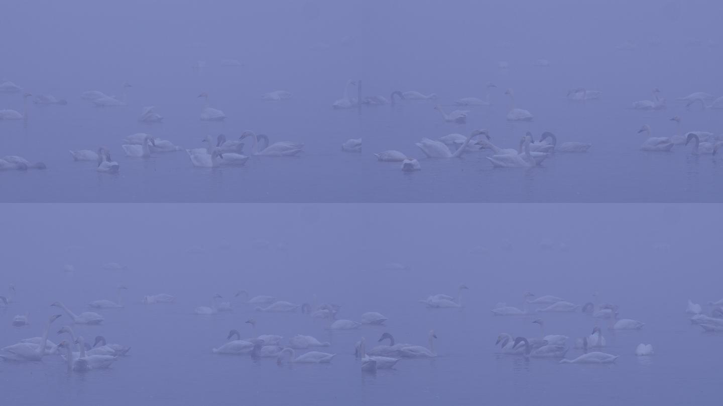 6K冬天雾中湖面的天鹅群06