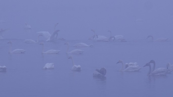 6K冬天雾中湖面的天鹅群03