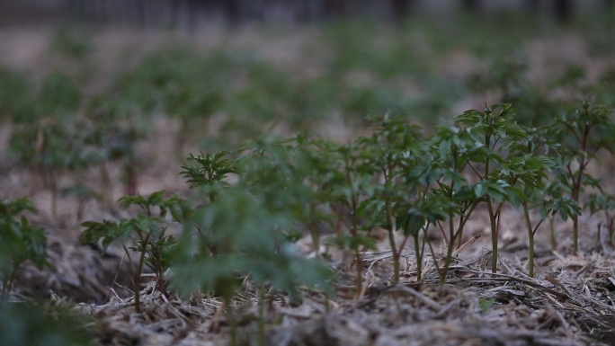 芍药种植基地特写原素材