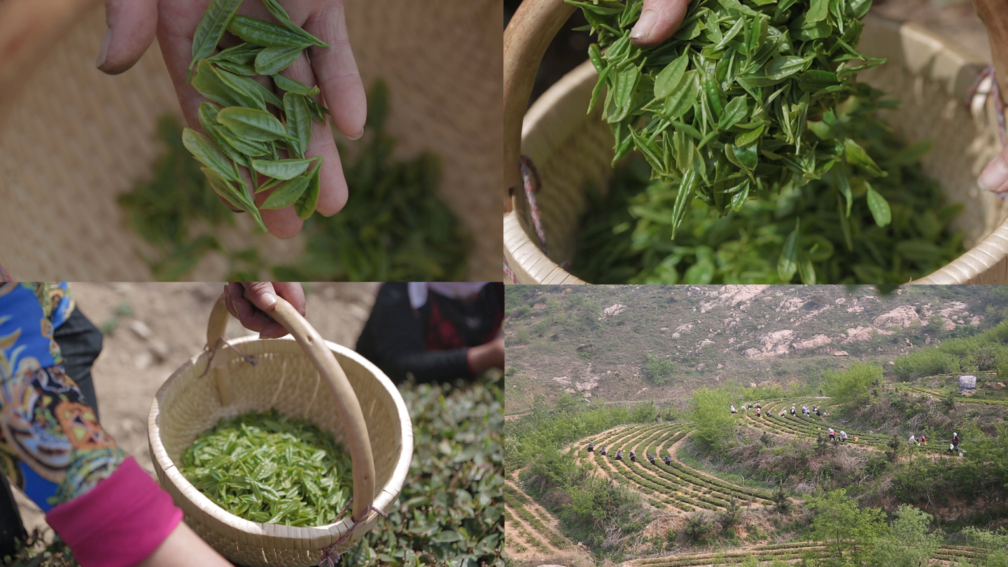 【实拍】采茶丨茶农丨日照绿茶丨绿茶