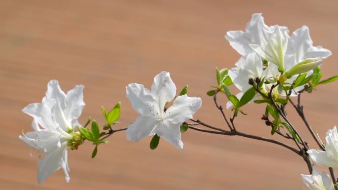 杜鹃花、映山红、花儿盛开 04