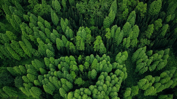 航拍绿色雨林森林松林树林