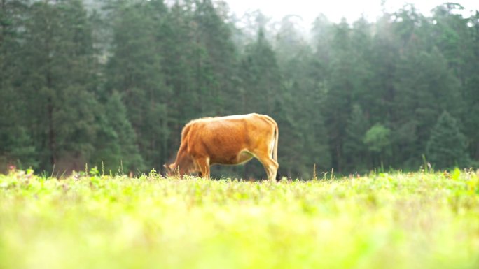 吃草 铃铛  自然 草原 牛群