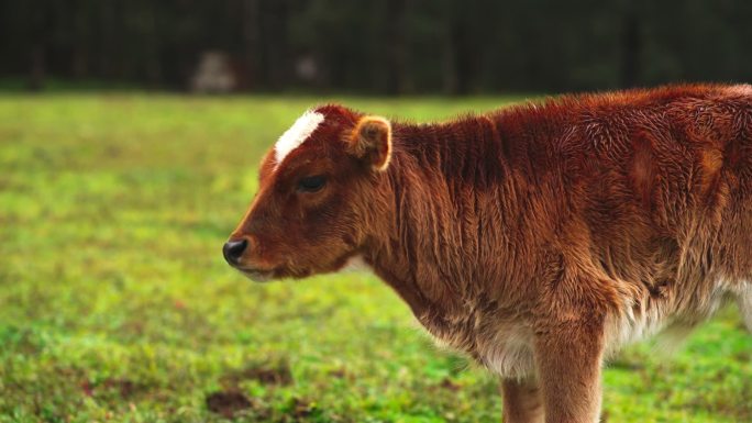 吃草 铃铛  自然 草原 牛群