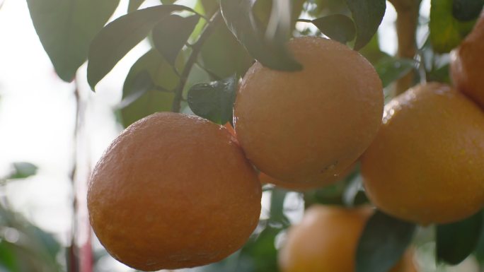 果冻橙 红美人 柑橘 采摘