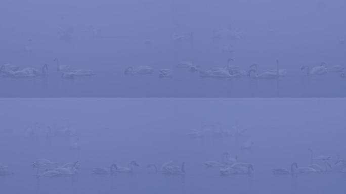 6K冬天雾中湖面的天鹅群01