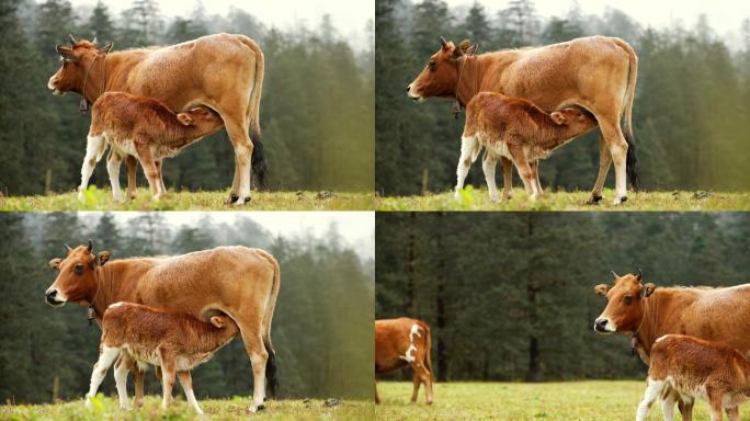 母牛 铃铛  自然 草原 喝奶