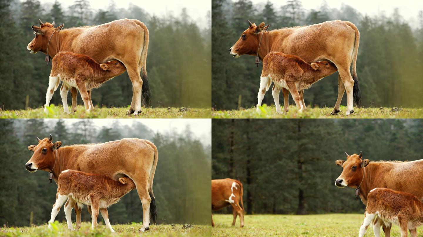 母牛 铃铛  自然 草原 喝奶