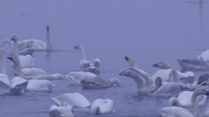 4K冬天雾中湖面的天鹅群07