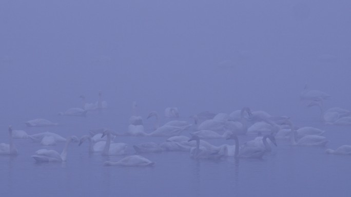 6K冬天雾中湖面的天鹅群09