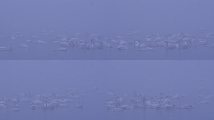 6K冬天雾中湖面的天鹅群09