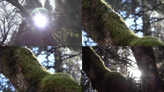 原始森林树木苔藓