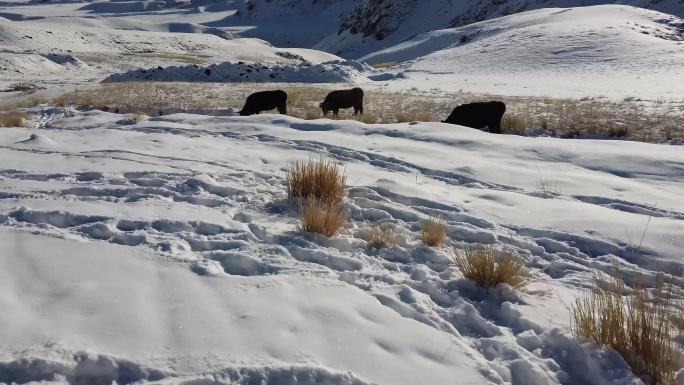 新疆西藏雪山道路各种空镜